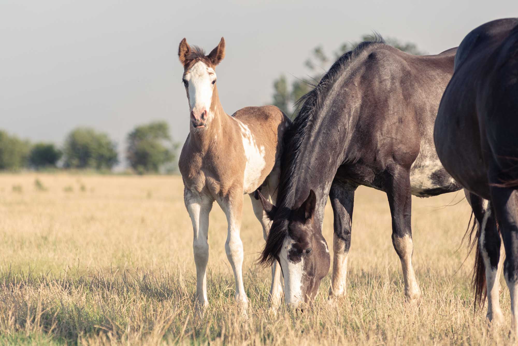 entre manadas de caballos