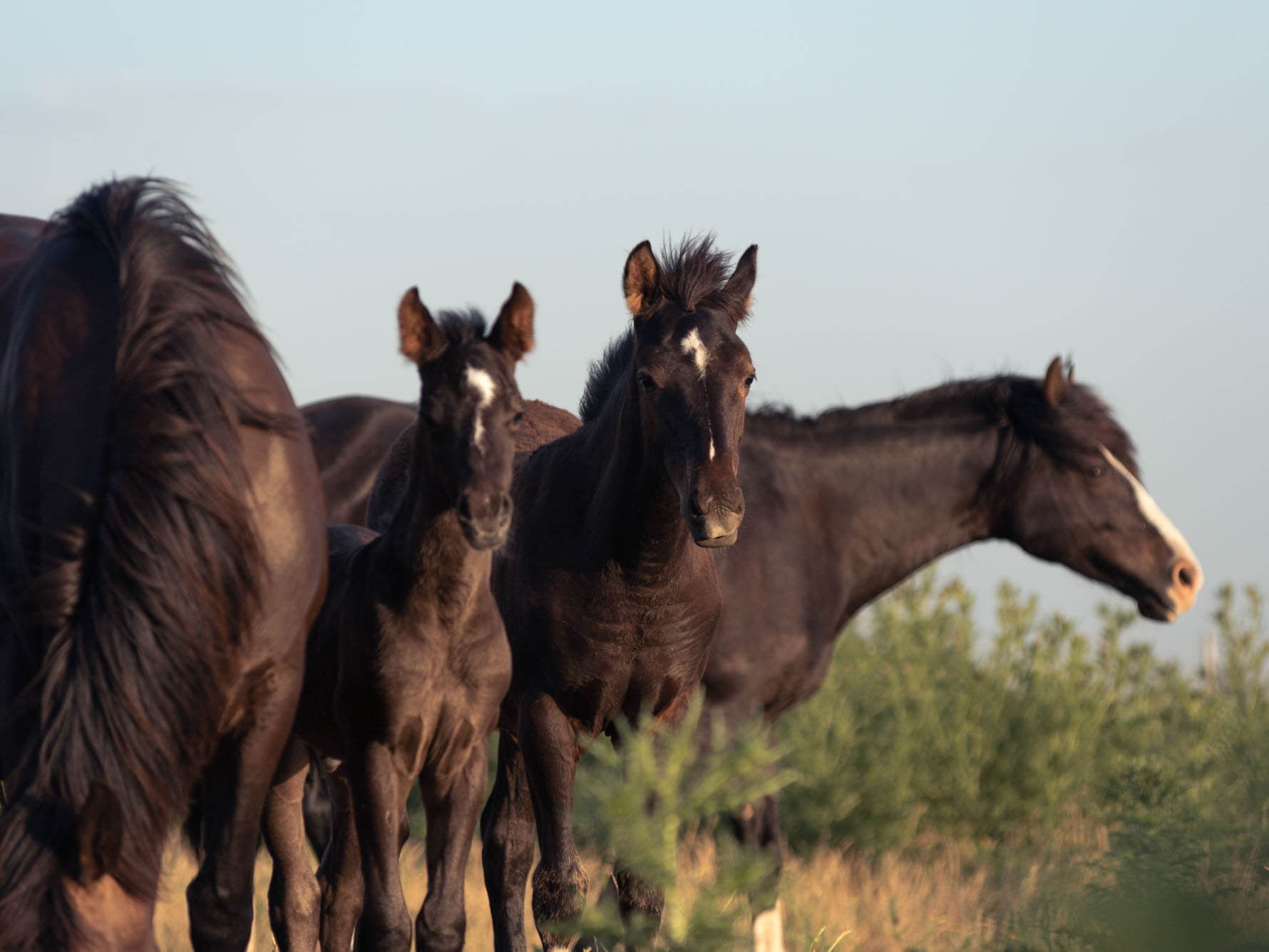 entre manadas de caballos