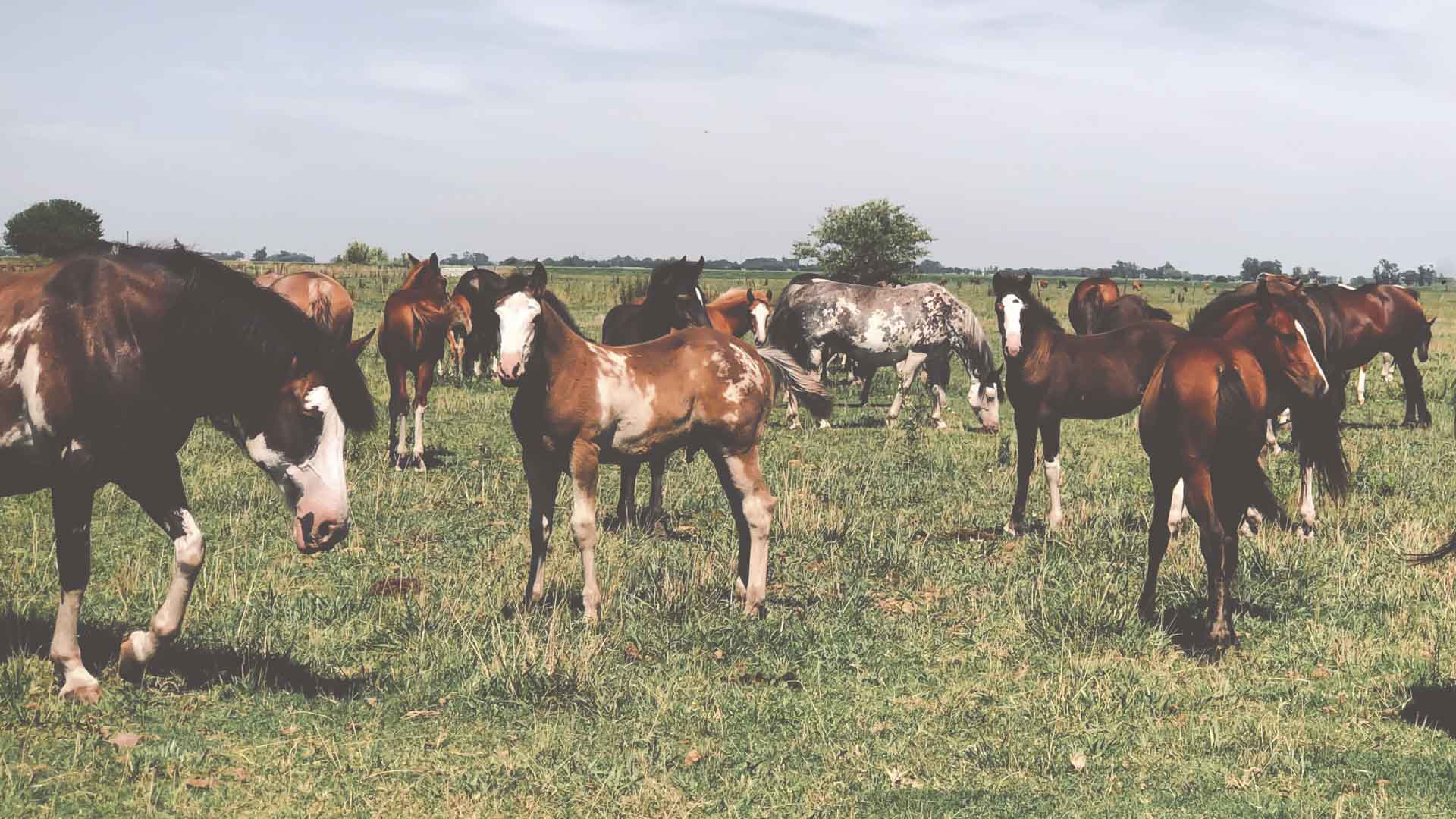entre manadas de caballos