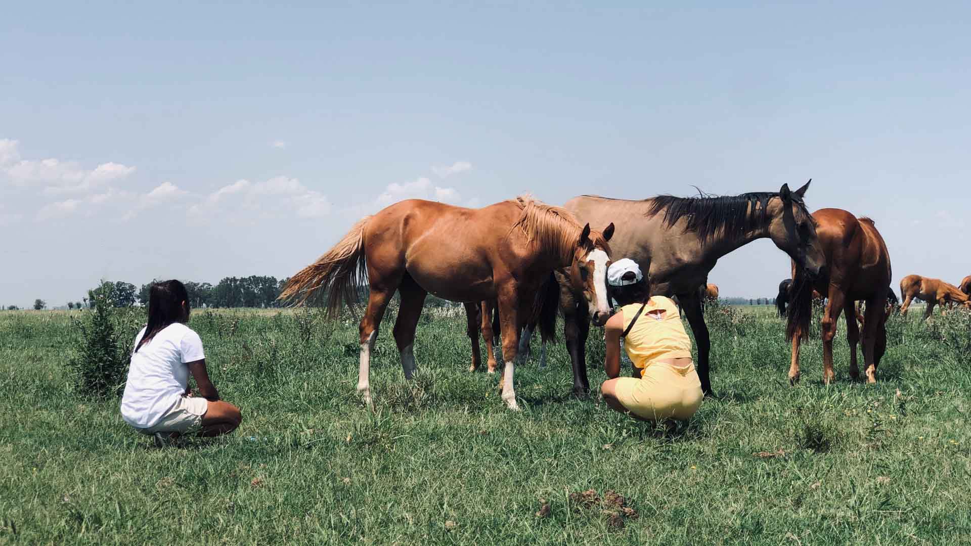entre manadas de caballos