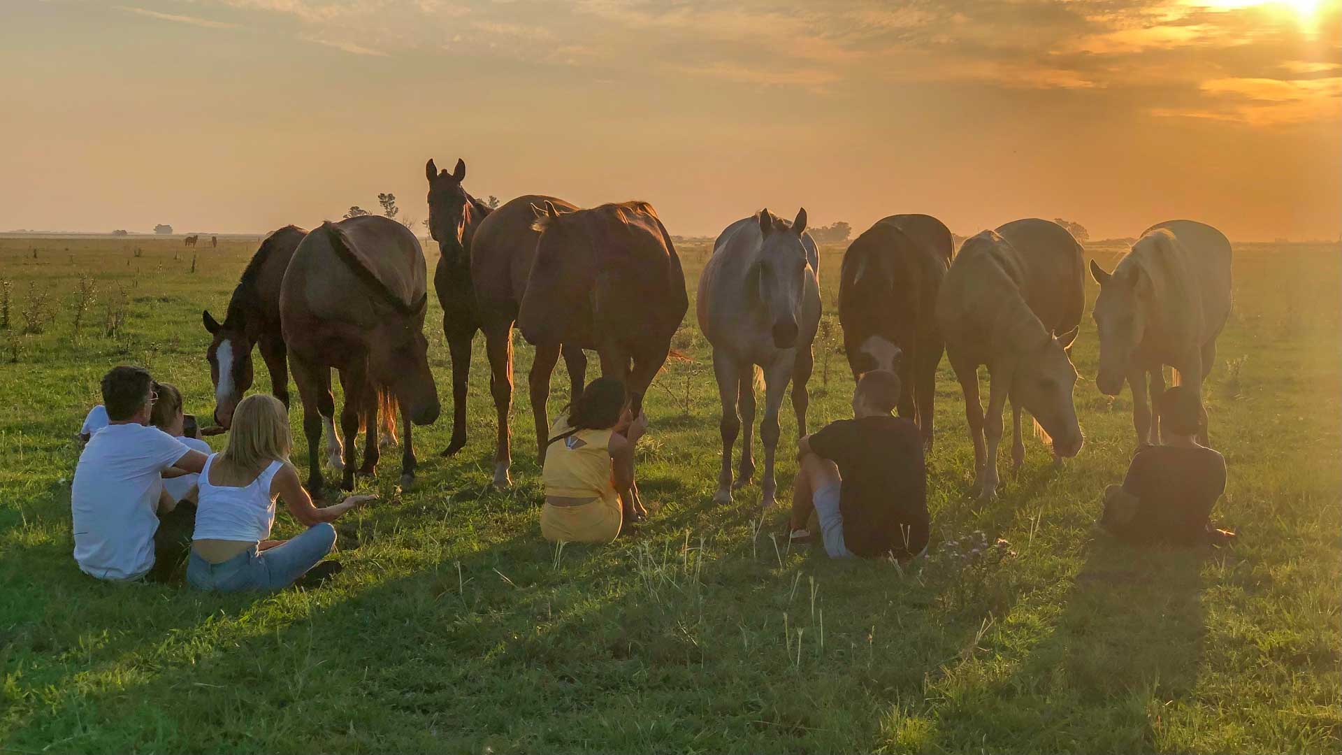 entre manadas de caballos