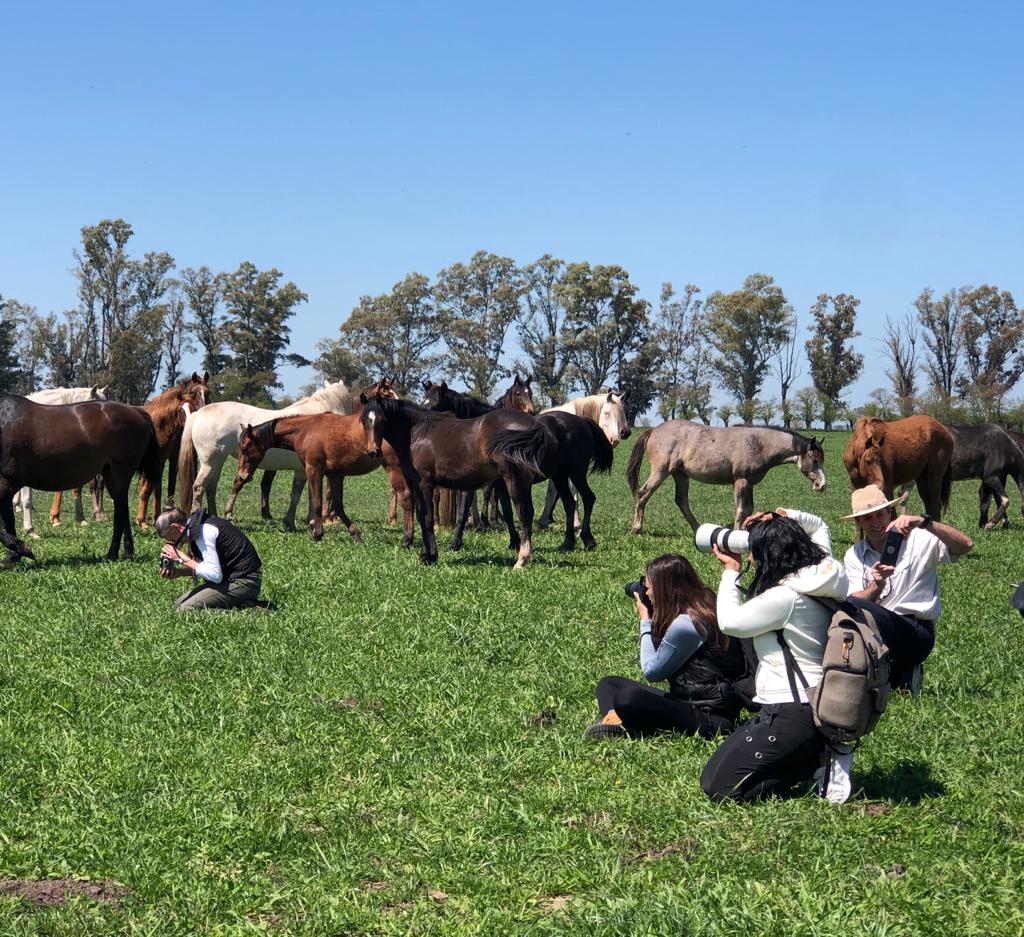 entre manadas de caballos